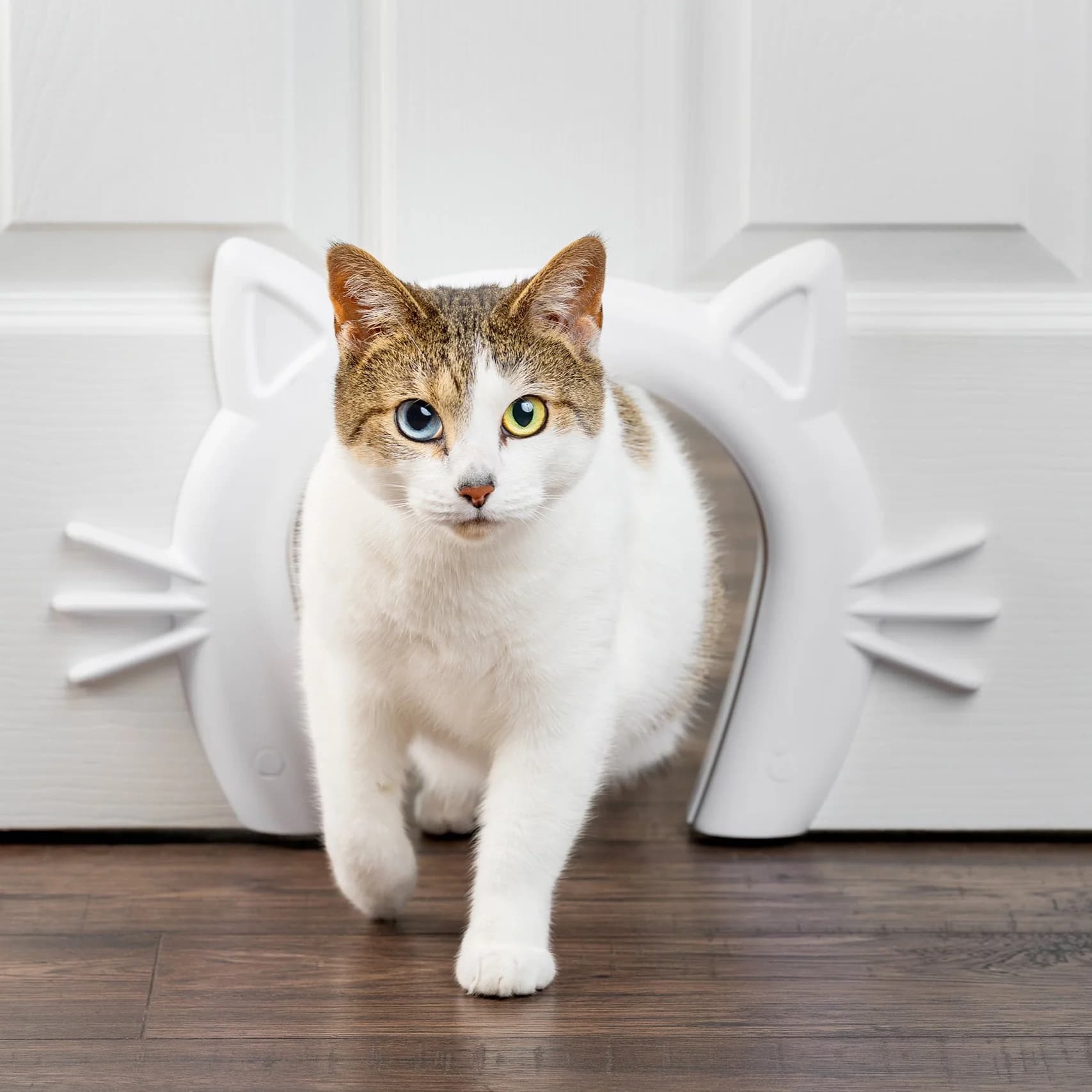 Cat going through a cat flap tunnel