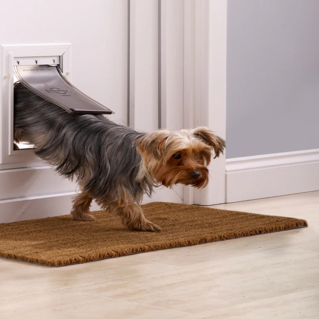 Small dog using a dog flap door