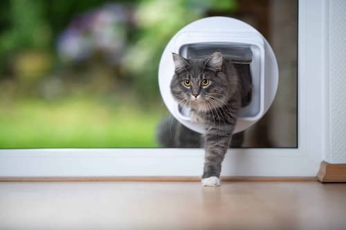 Cat flap installed in a glass door