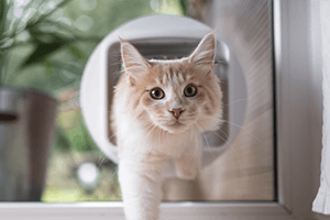 Cat flap installation