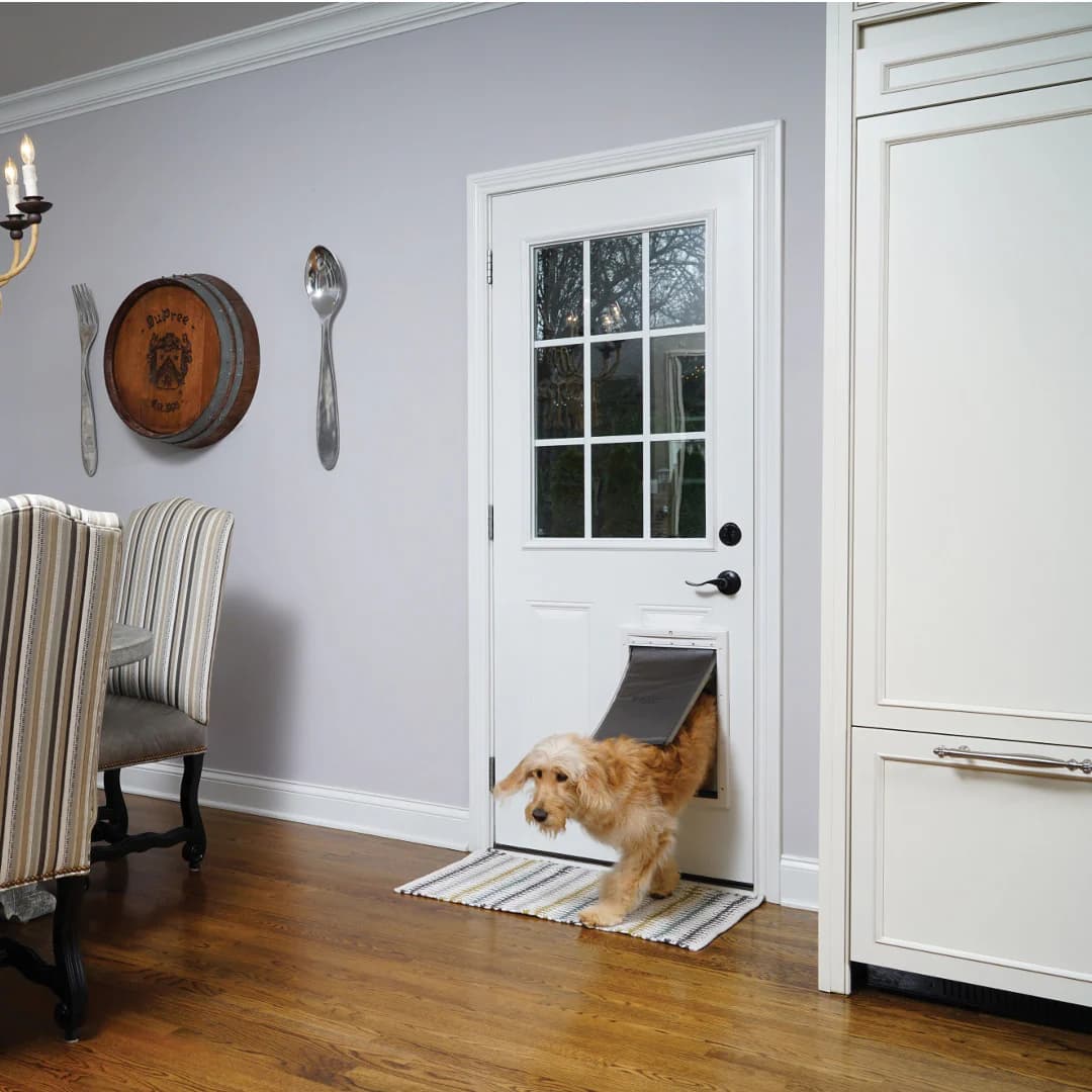 Dog using a dog flap door