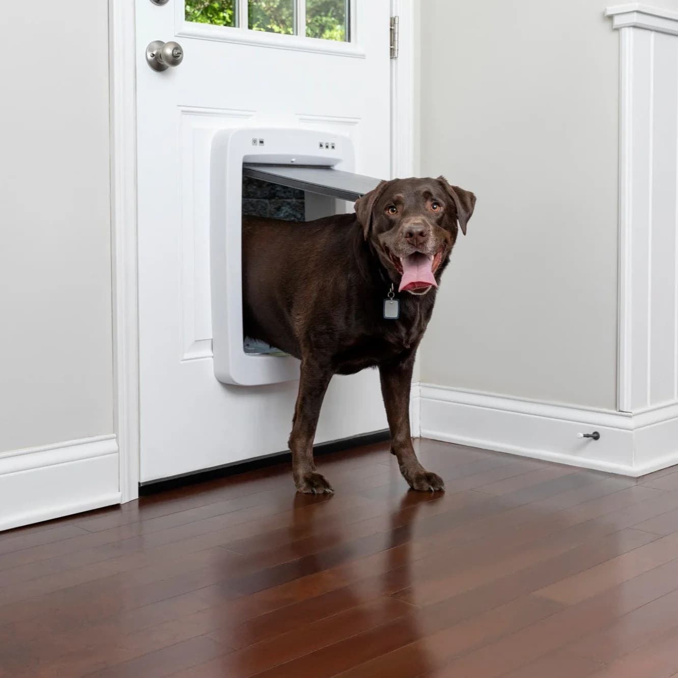 PetSafe Smart Door for dogs